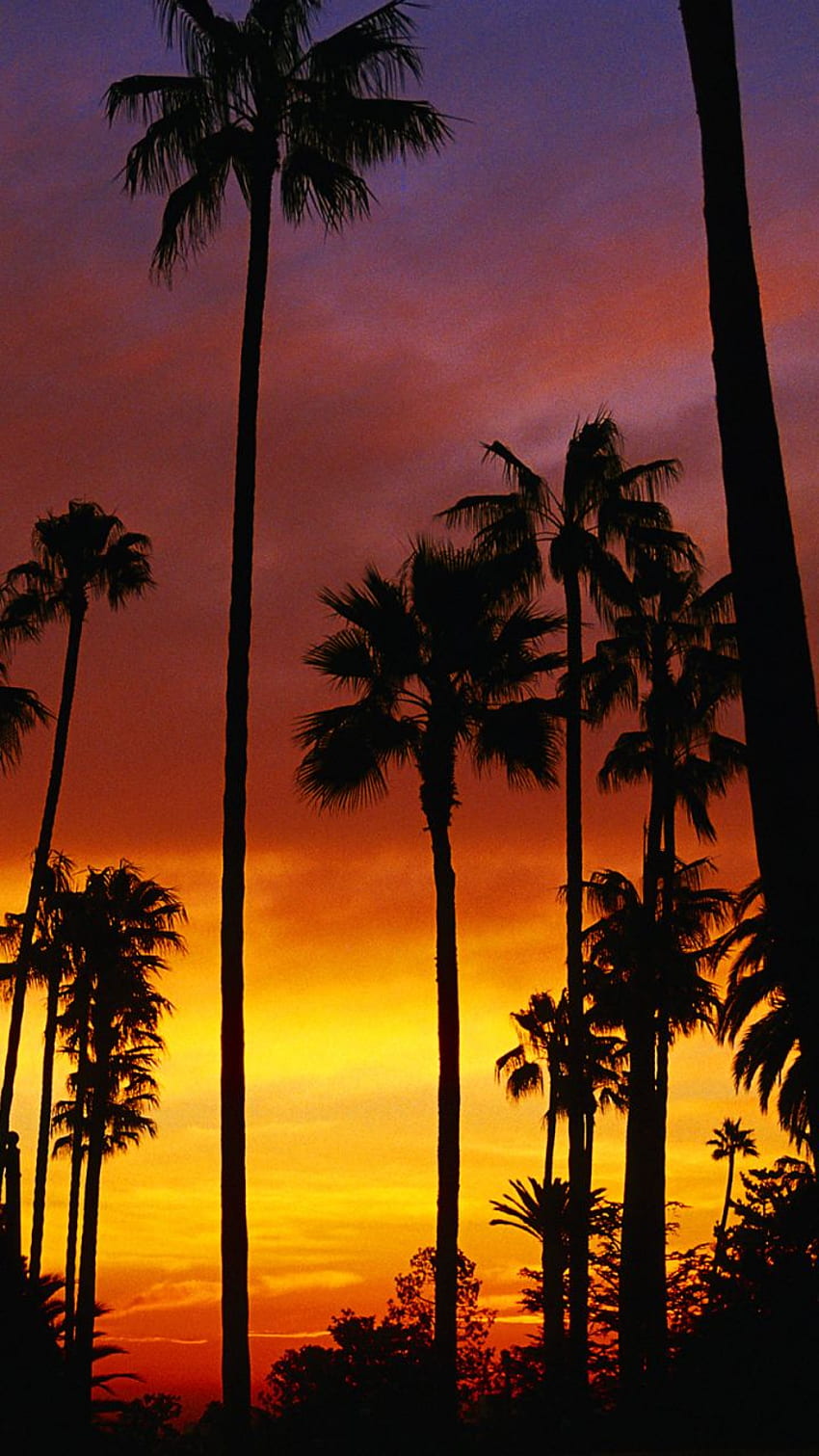iPhone de puesta de sol de palmeras, puesta de sol de palmeras de California fondo de pantalla del teléfono