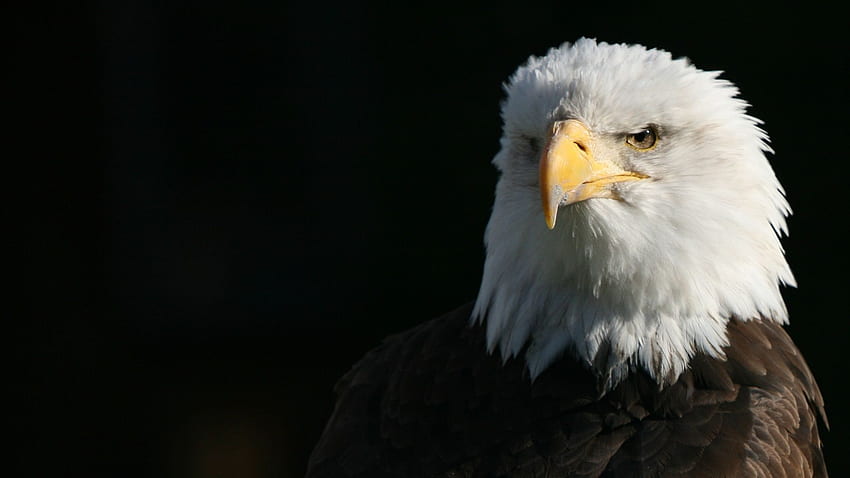 American, eagle, white, head HD wallpaper