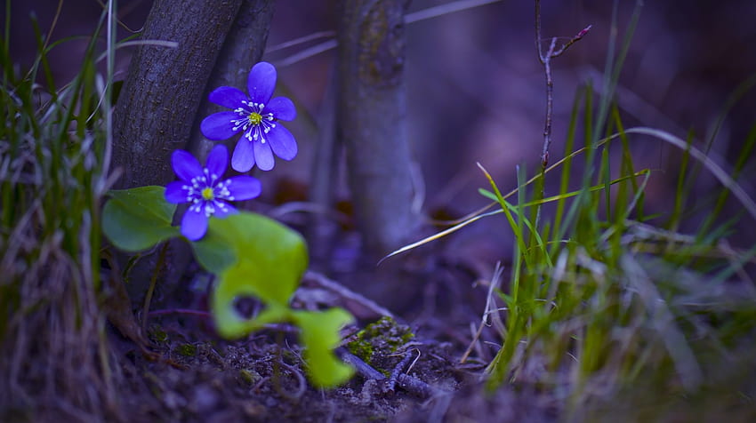 Anémones, anémone, violet, fleur, vert, forêt Fond d'écran HD