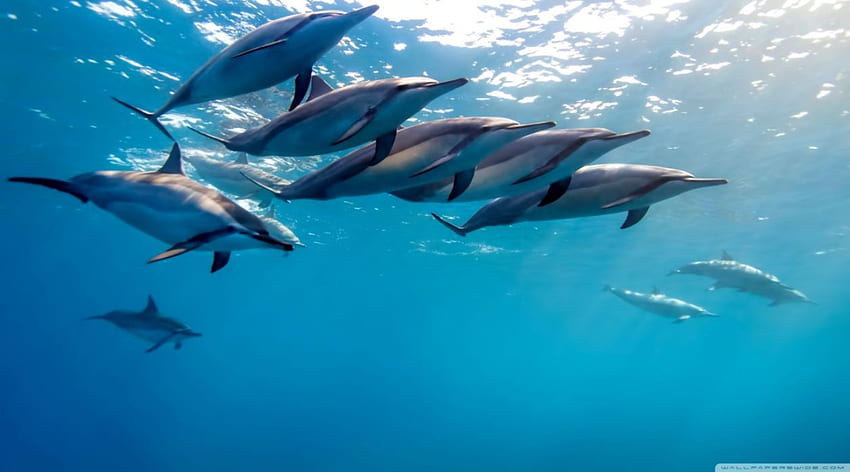 Underwater Dolphin HD wallpaper