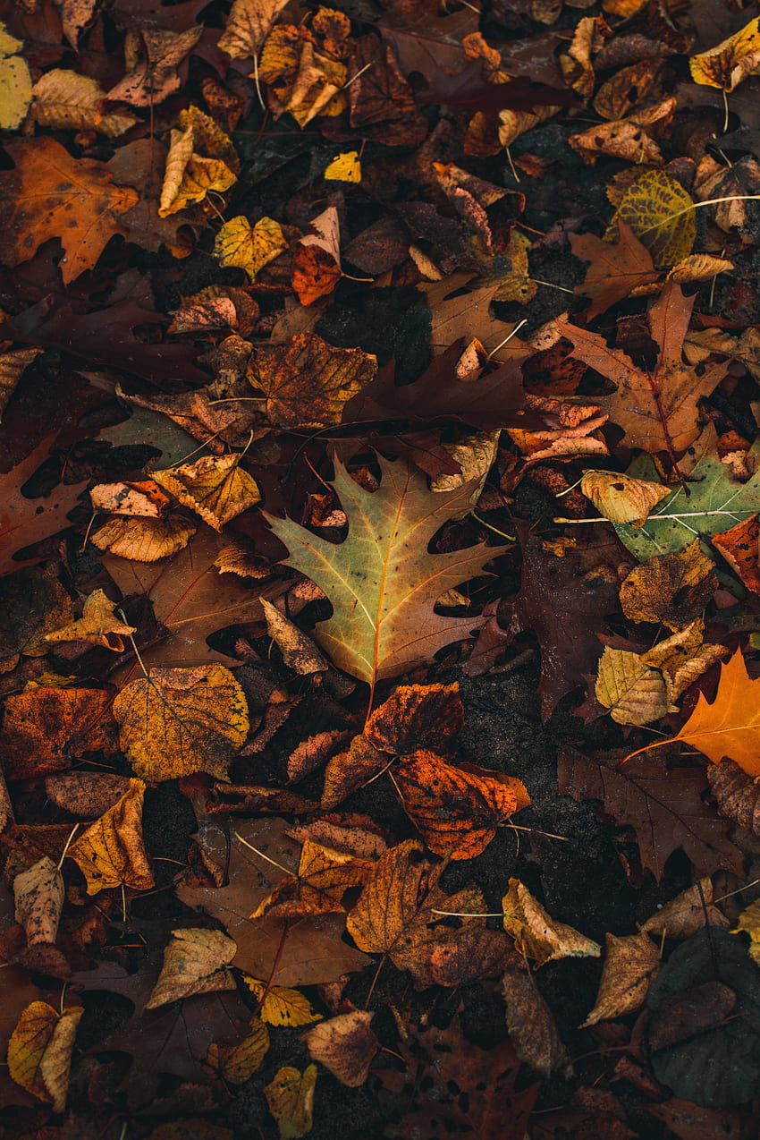 秋, 葉, マクロ, ブラウン, 落ち葉 HD電話の壁紙