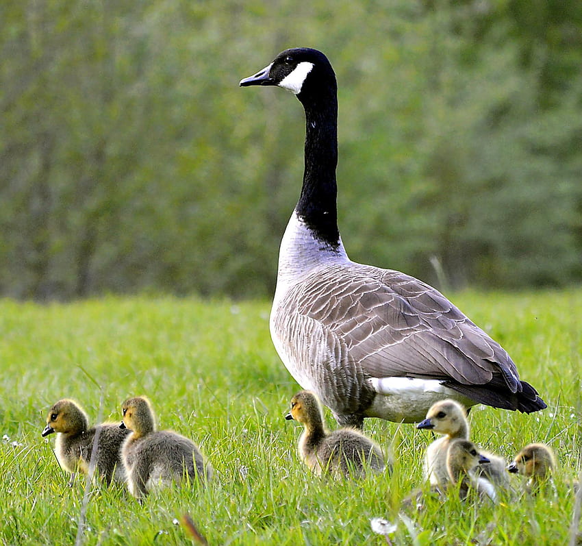 Canada Goose for Android HD wallpaper