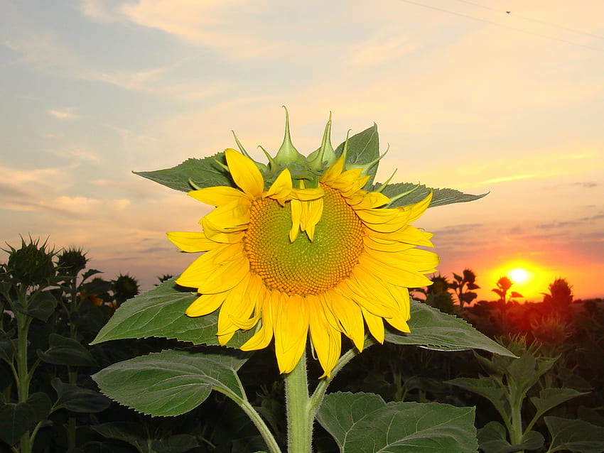 sunflower sunset, yellow, sky, beautiful, sunset, sunflower HD wallpaper