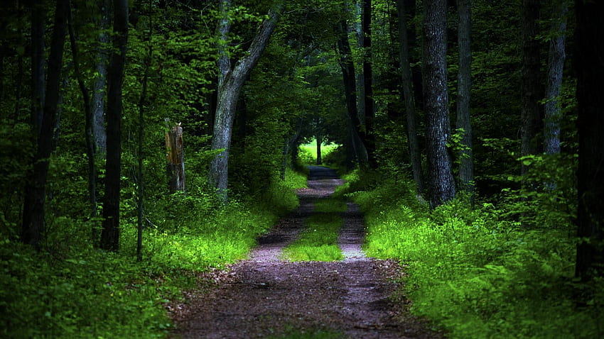 bosque, camino, árboles, vegetación, naturaleza, panorámica, 16:9 fondo de pantalla