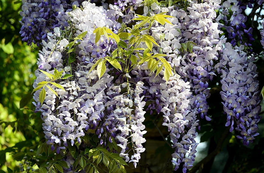 Flowers, Leaves, Branch, Clusters, Bunches, Sunny, Wisteria HD wallpaper