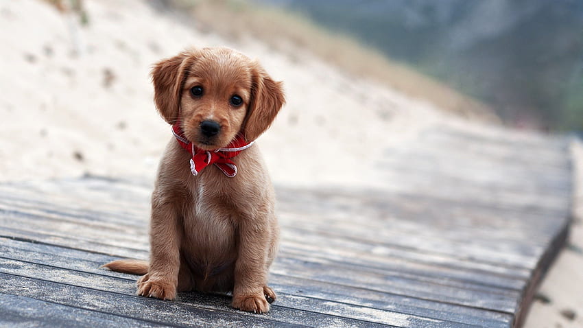 Cute Puppy Wallpaper Background APK for Android Download