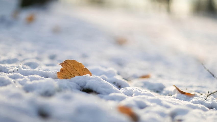 겨울, 그래피, 이파리, 요약, 눈, 확대, 가을, 자연, 잎, 매크로 HD 월페이퍼
