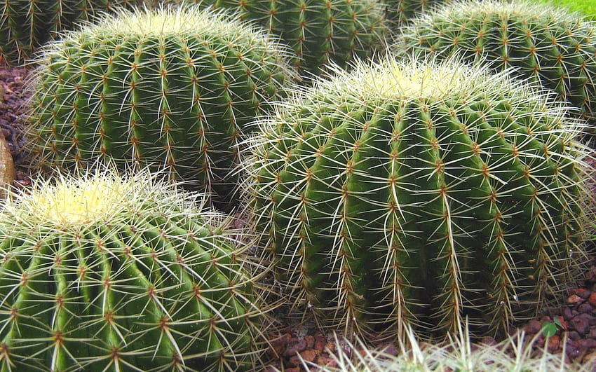 Echinocereus, kaktus, duri, tumbuhan, Meksiko dengan resolusi . Taman Kaktus Berkualitas Tinggi Wallpaper HD