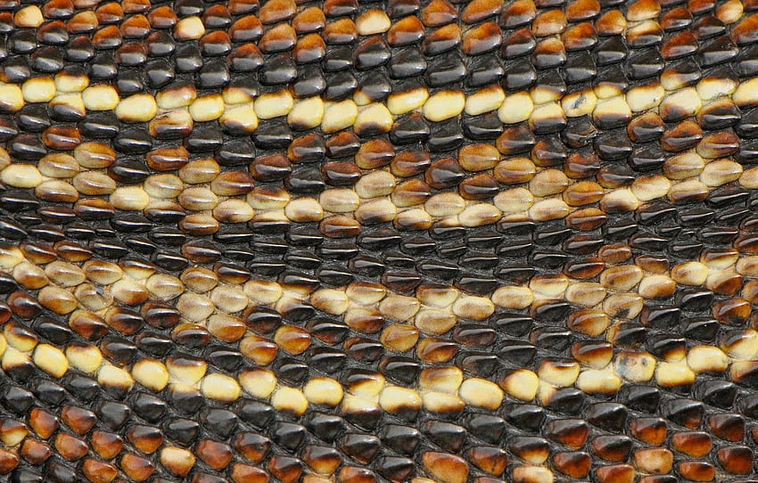 makro, wąż, skóra, skóra węża dla , sekcja текстуры Tapeta HD