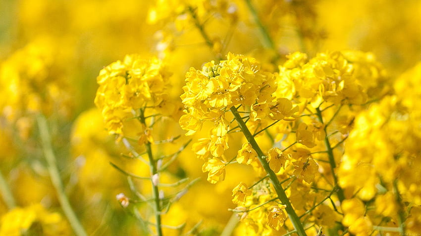 for , laptop. yellow flower spring fun nature, Yellow Flowers Laptop HD wallpaper
