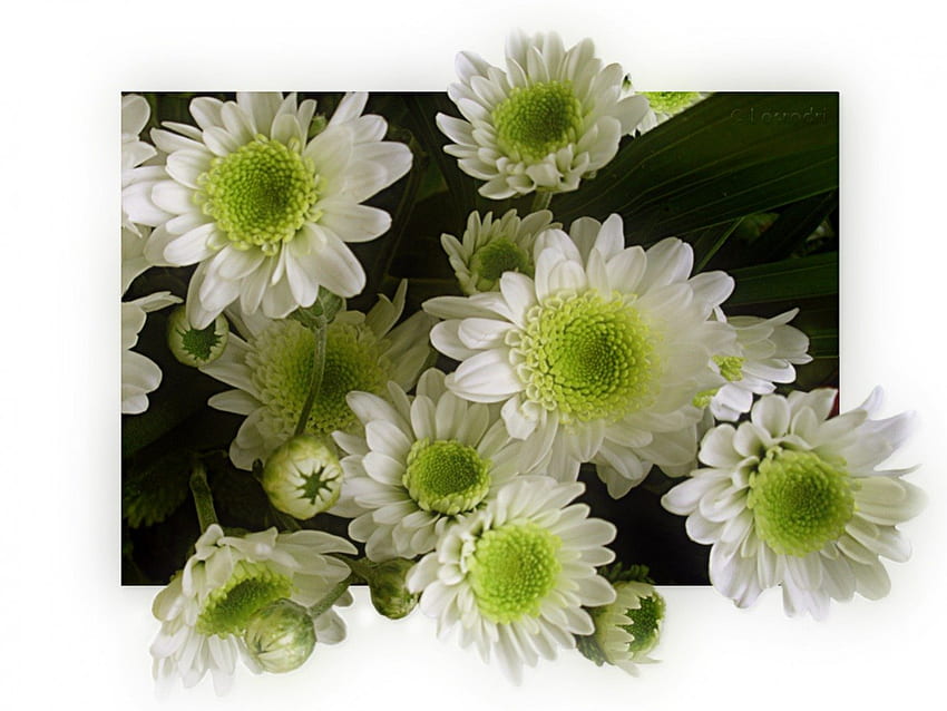 White chrysanthemum, chrys, chrysanthemum, white, flowers HD wallpaper