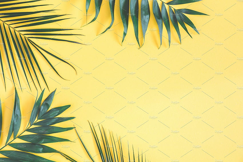 Estoque de folhas de palmeira tropical contendo verão e plano de fundo. Folha de fundo, Fundo amarelo, Abstrato, Folha amarela papel de parede HD