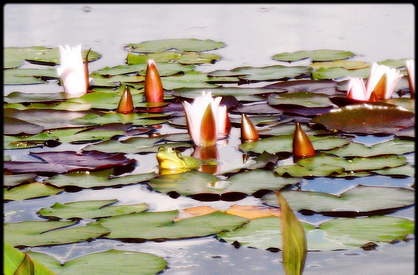 Езерце с жаби, цветя, жаба, лилия, езерце HD тапет