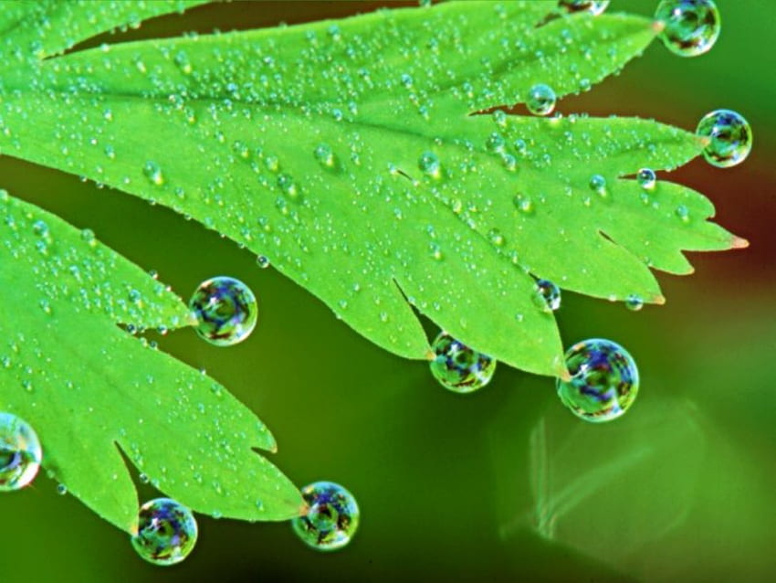 frischer Regen, Blatt, Wasser, frisch, Regen HD-Hintergrundbild