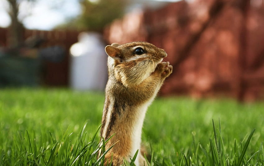 Squirrel In Grass, grass, wild, animals, squirrel HD wallpaper