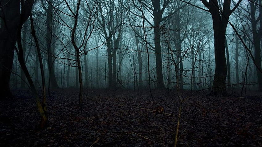 Spooky Forest, Creepy Forest HD wallpaper