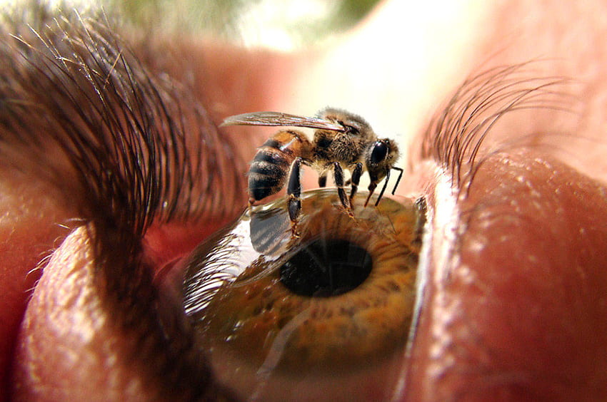 Sting-62, ay, ojo, abeja, insecto fondo de pantalla