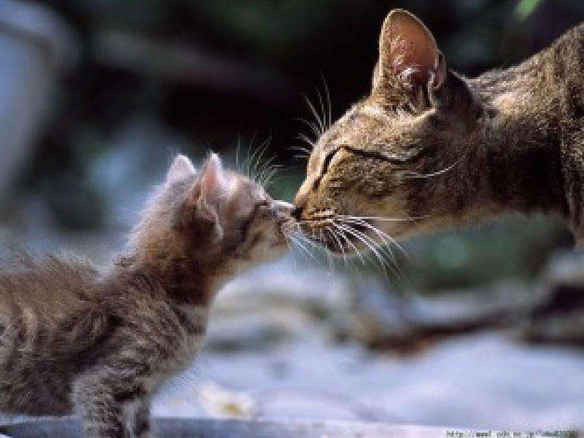 Kitten kissing mama, cats, kiss HD wallpaper