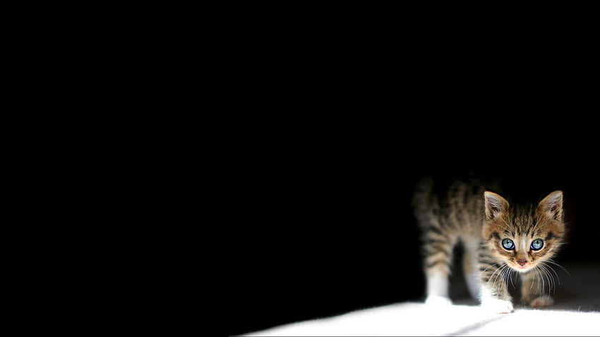 gatito, oscuro, tableta acostada, de computadora portátil, Dark Cute fondo de pantalla