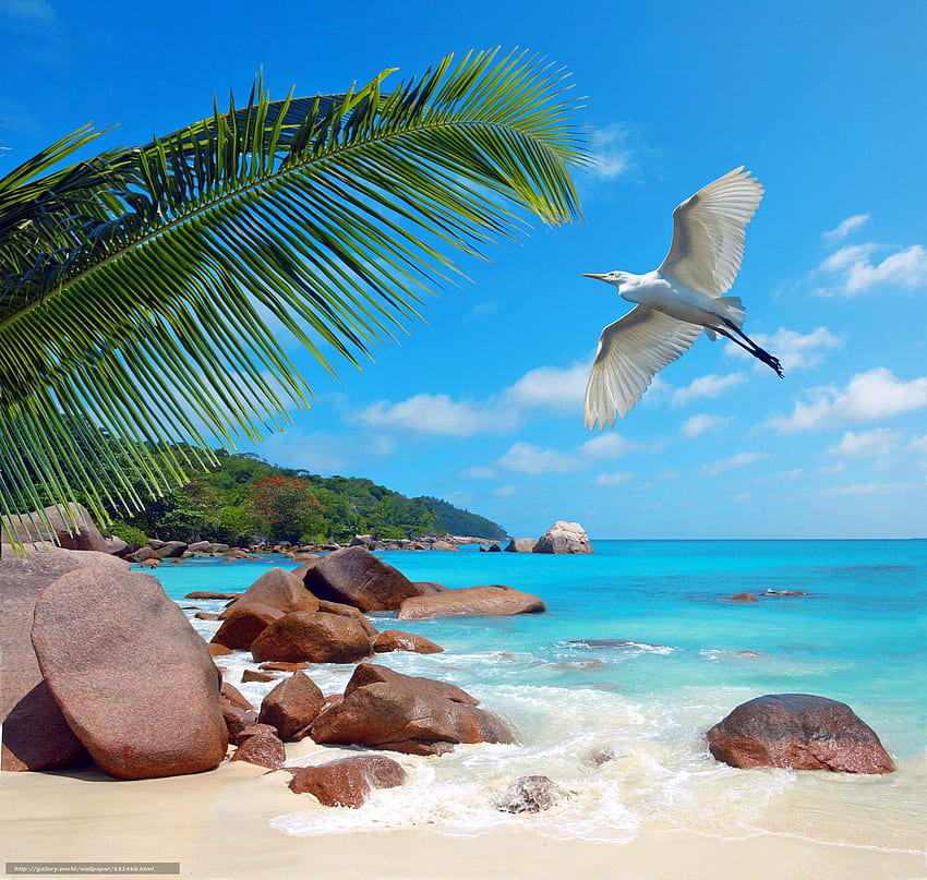 Seychelles, Playa, Birdie - Seychelles -, Playa de Seychelles fondo de pantalla