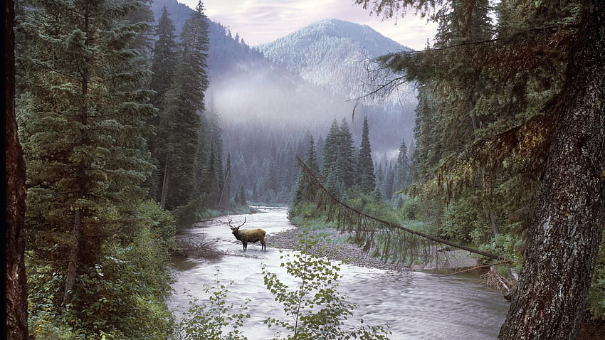 Bitterroot Forest Wilderness - HD wallpaper