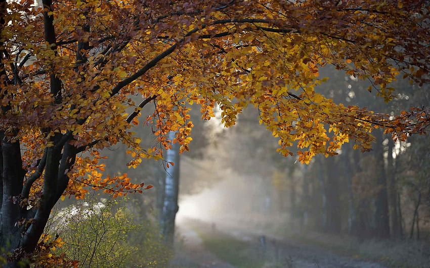 Leaves Trees Roads Autumn Fall Rain Nature - Rain For Pc - - HD wallpaper