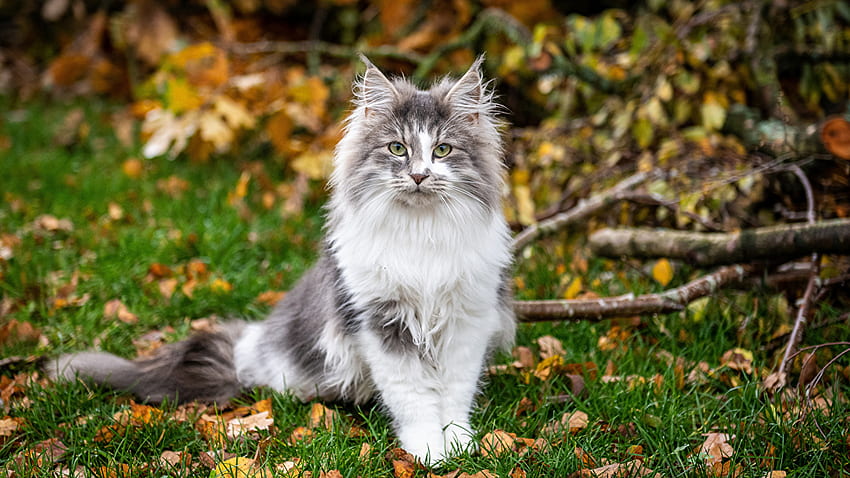 Yellow Eyes Black White Cat With Stare Look Is Sitting On Grass In Blur Background Cat HD wallpaper