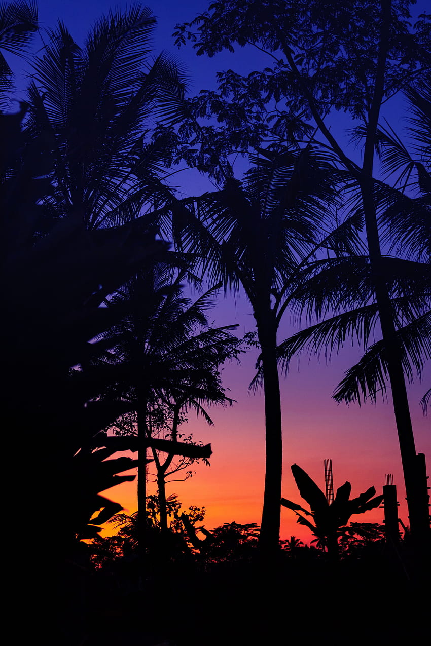 Sunset, Twilight, Palms, Dark, Silhouettes, Dusk HD phone wallpaper