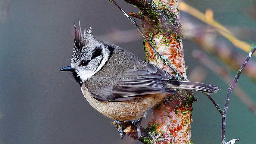 Crested Tit, tit, bird, crested, tree HD wallpaper