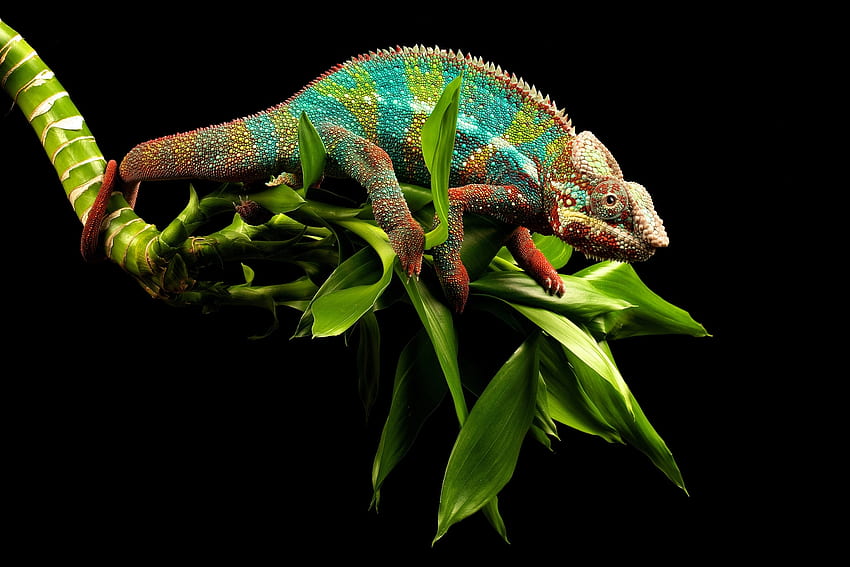 Tiere, Äste, Reptil, Chamäleon HD-Hintergrundbild