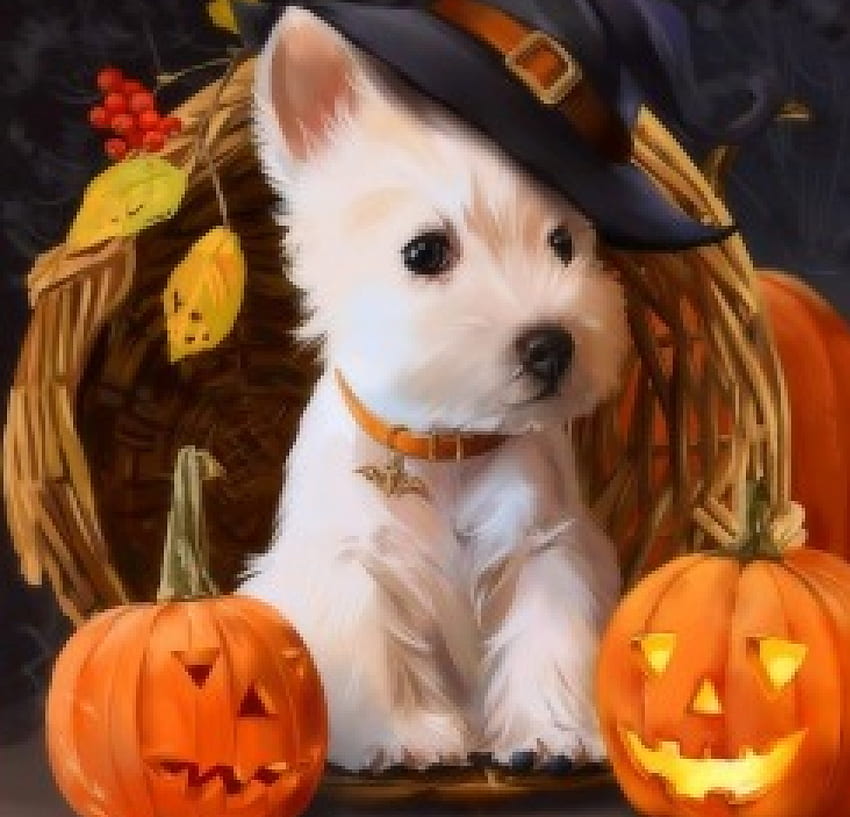 Вълшебно кученце, кучета, тикви, кошница, любов четири сезона, Хелоуин, кученце, листа, празник, животни, есен, есенен сезон, шапка HD тапет