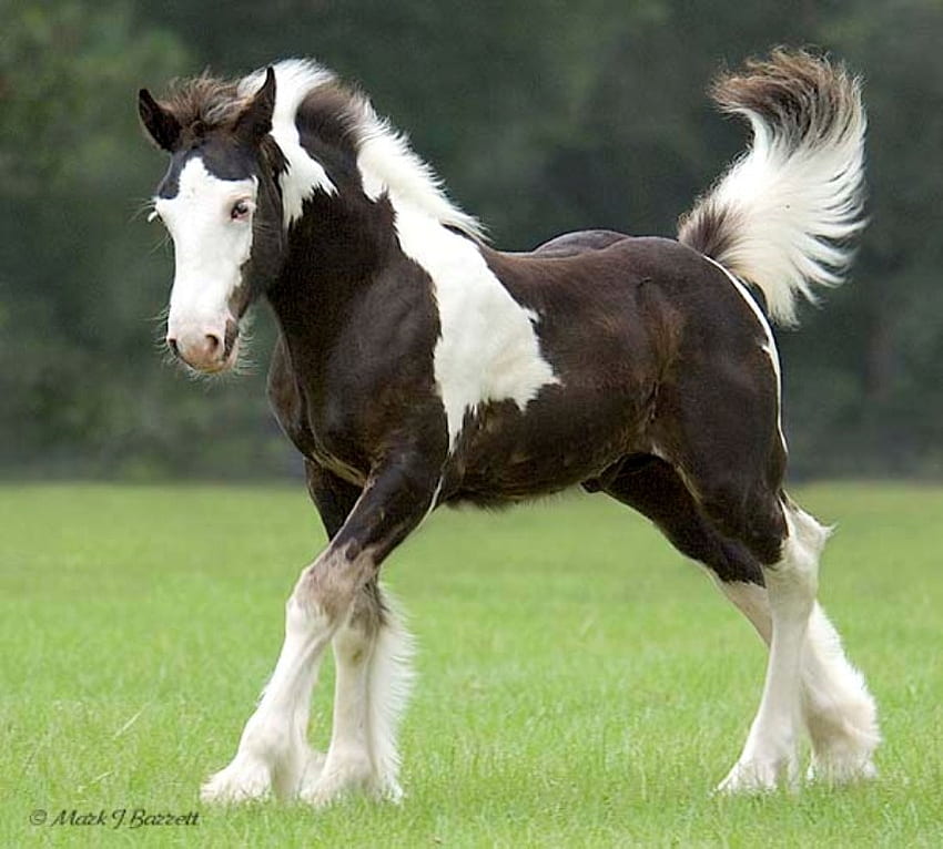 Cute Vanner, horse, mare, stallion, animals, cavalo, foal HD wallpaper