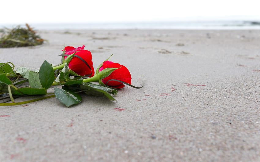 Roses at the Beach, beaches, beautiful, nature, flowers, surf HD wallpaper
