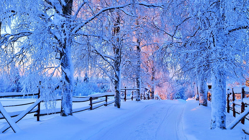 Winter Forest Road, Landschaft, Bäume, Zaun, Schnee HD-Hintergrundbild