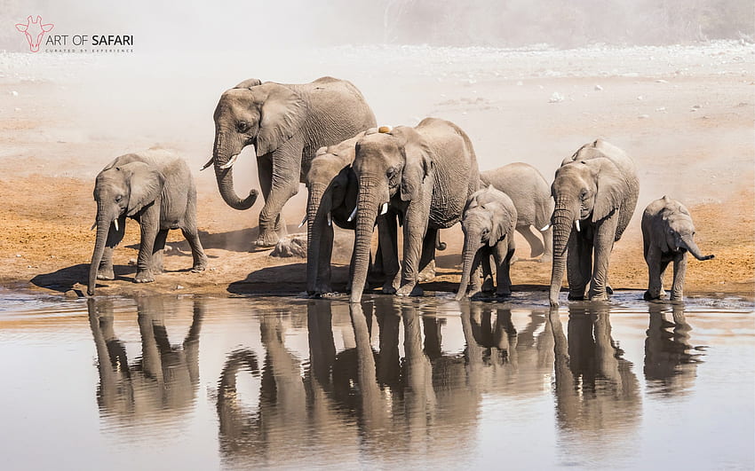 . Un ricordo di un elefante africano che beve in una pozza d'acqua. Arte del Safari, Big Five Sfondo HD