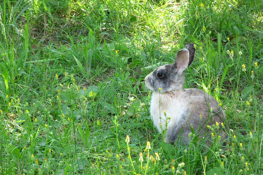 สัตว์ หญ้า นั่ง กระต่าย กระต่ายป่า วอลล์เปเปอร์ HD