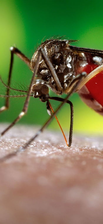 More Than an Annoyance - Mosquito Population Set to Increase - Securities.io