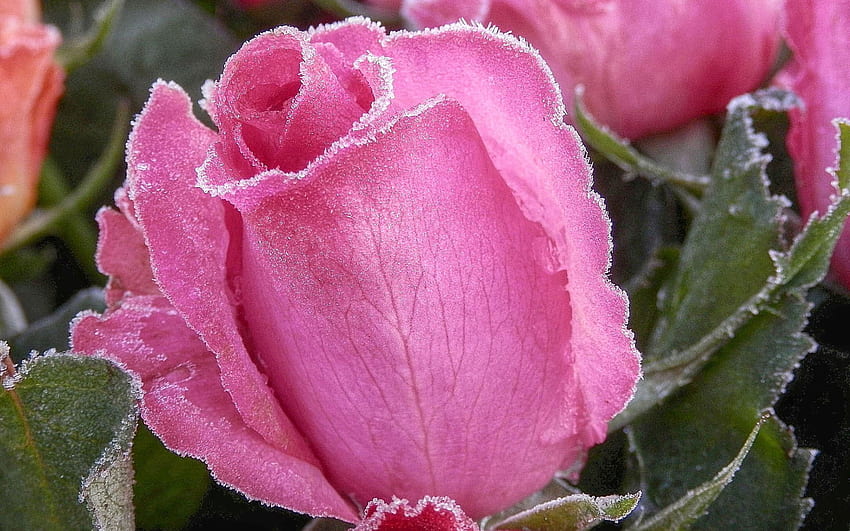 Pink rose flower , Kalt, rot, frozen, cold, beauty • For You For & Mobile HD wallpaper
