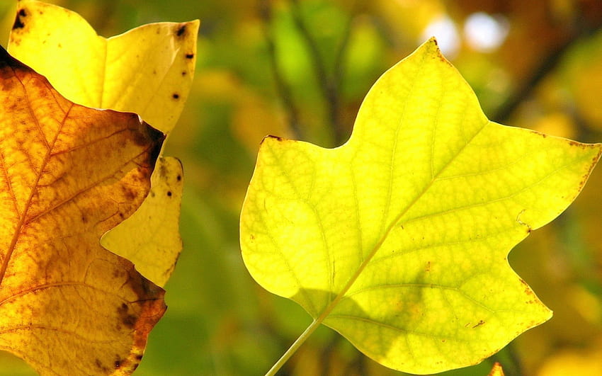 Natur, Blätter, Ast, trocken, Adern HD-Hintergrundbild