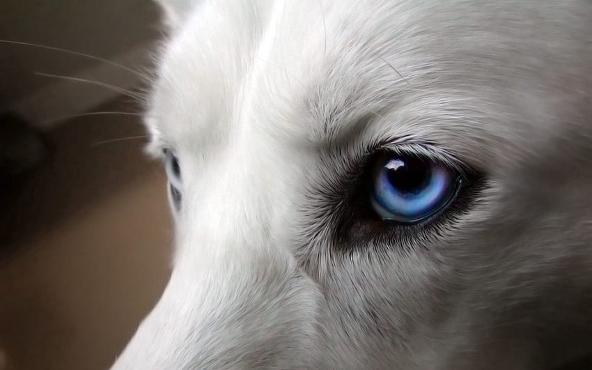 สัตว์ สุนัข ตา ตาสีฟ้า ตาสีฟ้า ขนสัตว์ วอลล์เปเปอร์ HD