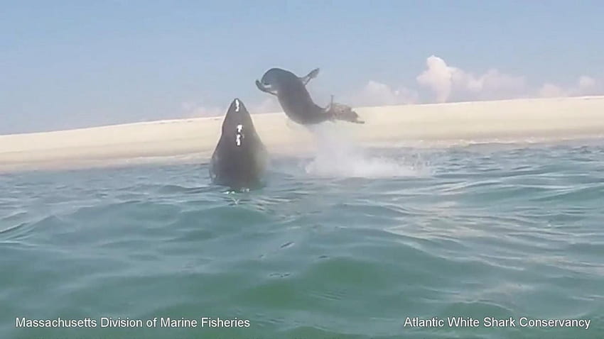 바다표범을 잡기 위해 물에서 뛰어내리는 백상아리, 상어의 침입을 포착한 극적인 비디오 HD 월페이퍼