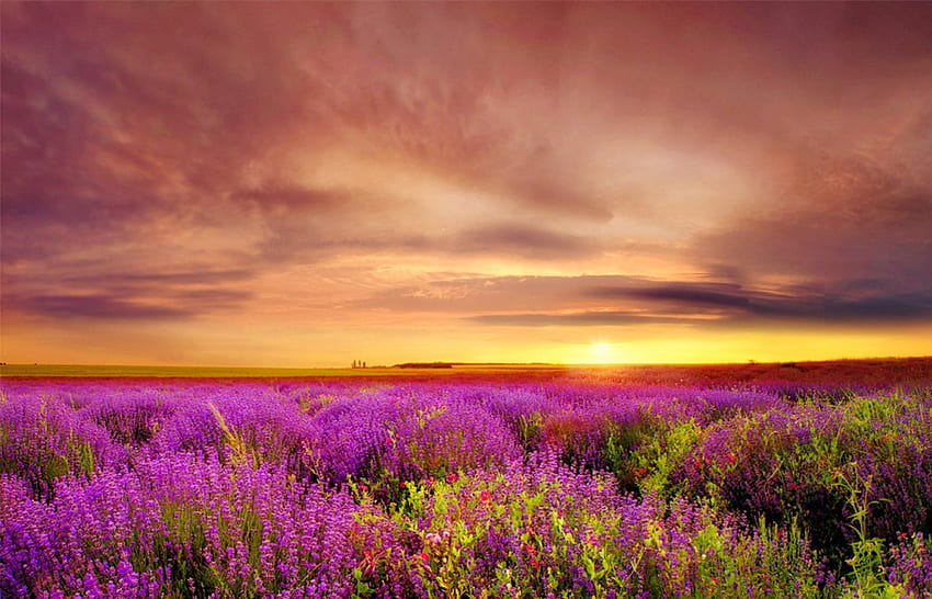 Lavender at sunset, sundown, colors, meadow, beautiful, nice, fiery, pretty, field, lavender, flowers, sky, amazing, lovely, sunset HD wallpaper