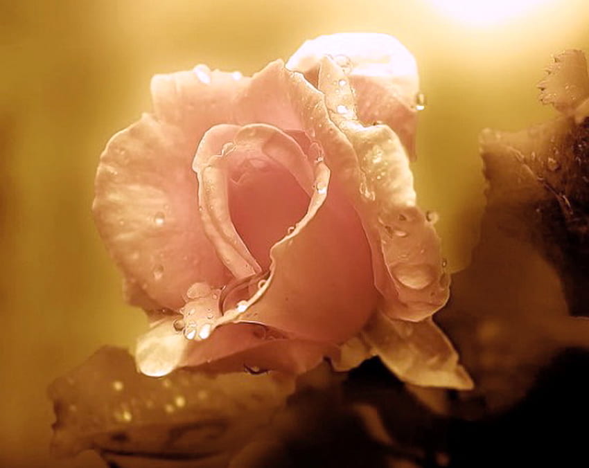 A gift for Tamara (tedisso), pink light, rose, mist brown, gift, dew HD wallpaper