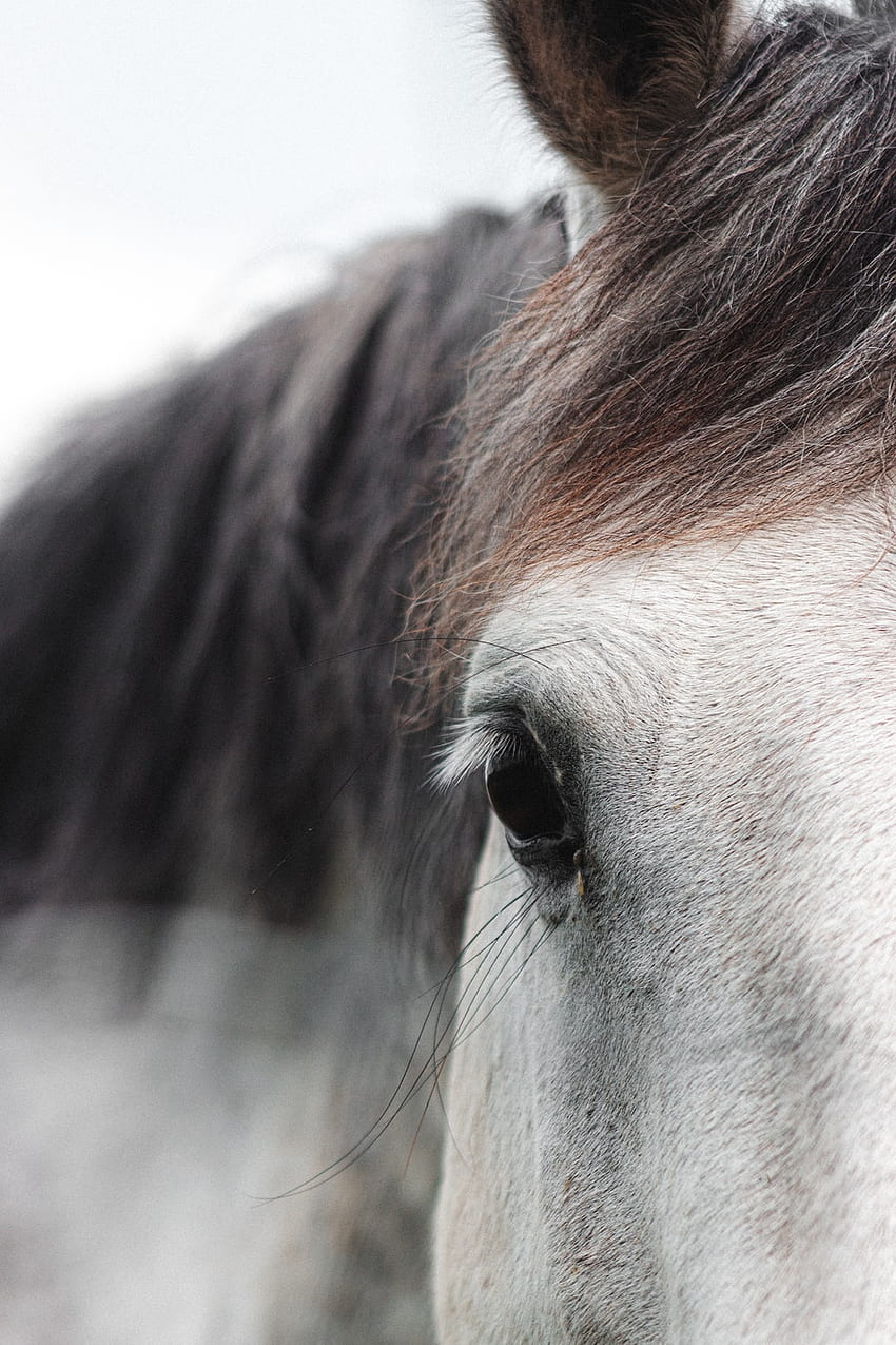 кон. 56 най-добри коне, сено, открито и слама, Dapple Grey Horse HD тапет за телефон