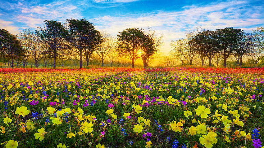 Texas Hill Country'de bir bahar sabahı kır çiçekleri tarlası, çiçekler, bulutlar, renkler, ağaçlar, gökyüzü, gün doğumu, ABD HD duvar kağıdı