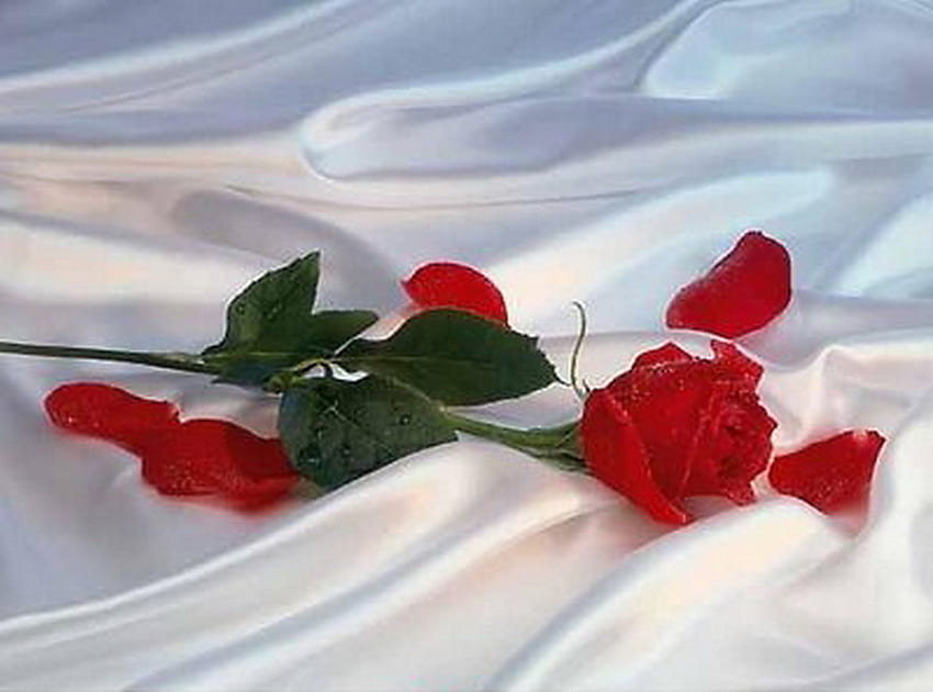 Czerwona róża na atłasie, zielone liście, biała satyna, zielona łodyga, płatki, czerwona róża Tapeta HD