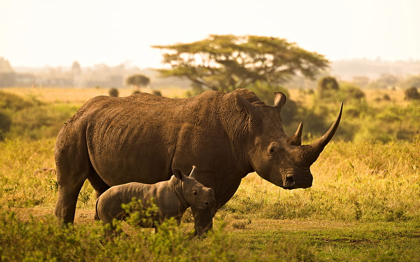 rinocerontes, África, vida selvagem, pequeno rinoceronte com a mãe, animais selvagens, rinoceronte, noite, pôr do sol papel de parede HD
