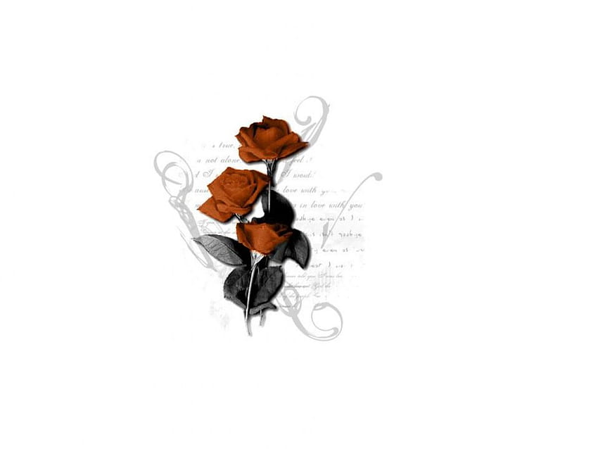Rosenliebe, Rose, Blumen HD-Hintergrundbild