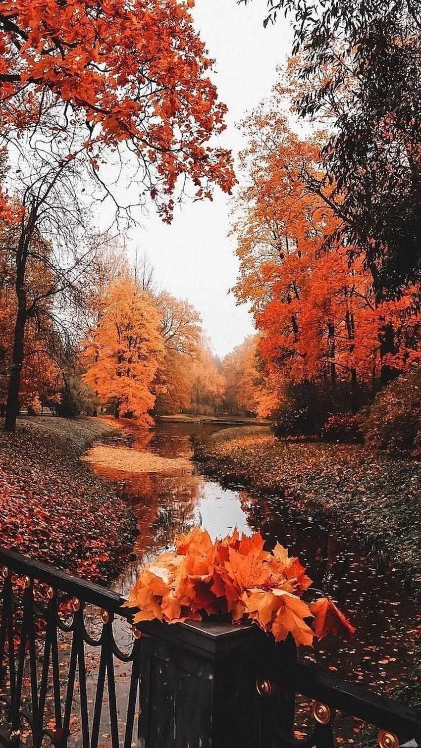 To Decorate Your Screen With A Fall iPhone, November Scenery HD phone ...