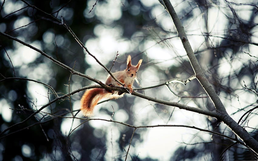 Red Squirrel In Tree Wild Animal Preview HD wallpaper